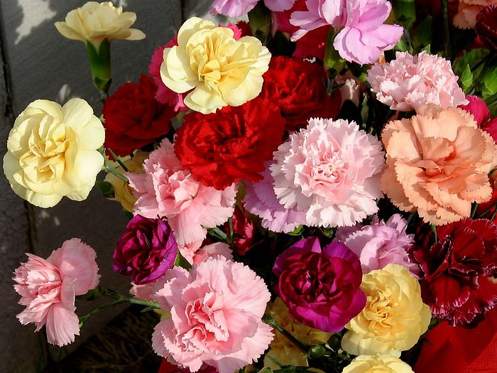 3 Must-Know Plant-Health Hacks for Every Plant Parent