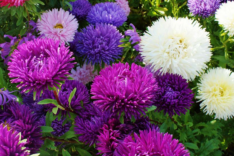 Did You Know Plants Can Hear You?