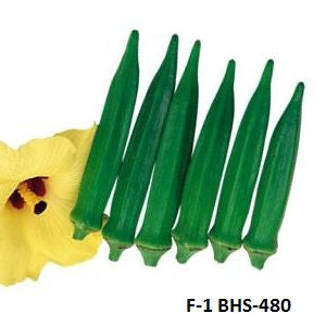 How to grow Okra ?