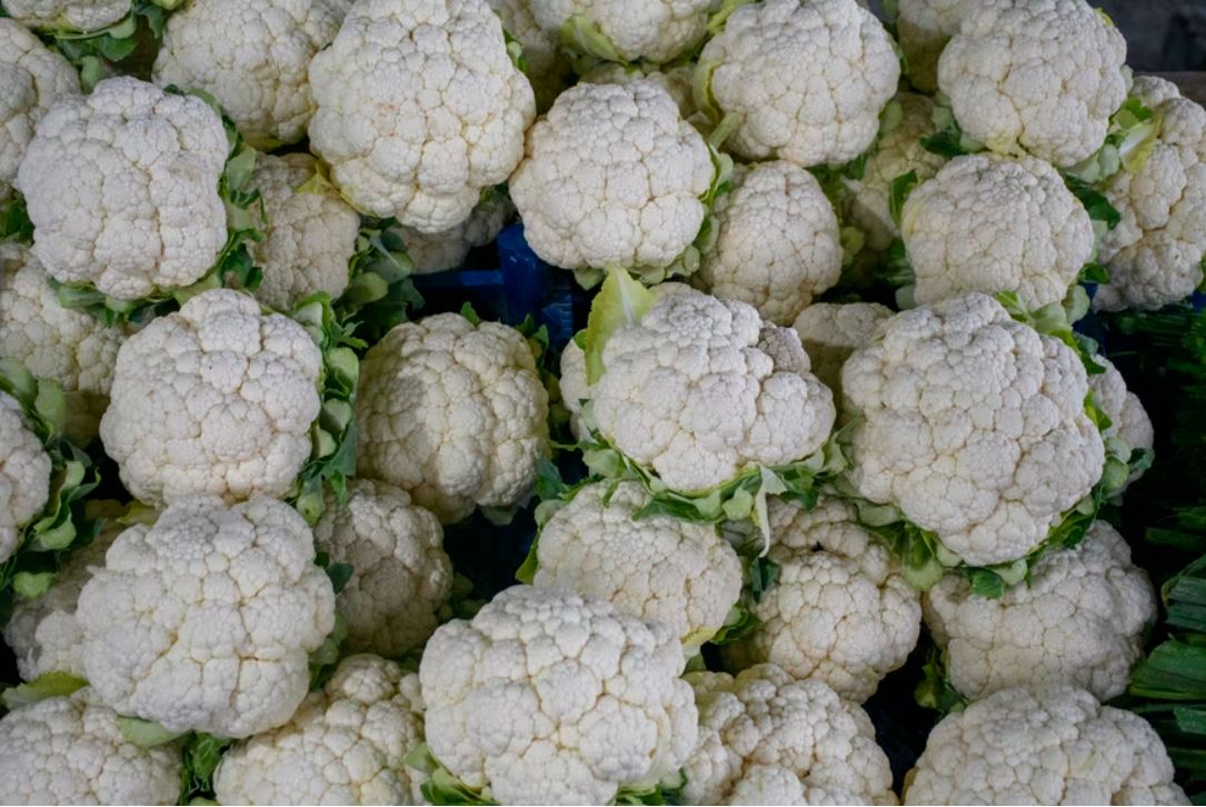 How to grow Cauliflowers in Indian Kitchen Gardens Urja Seeds