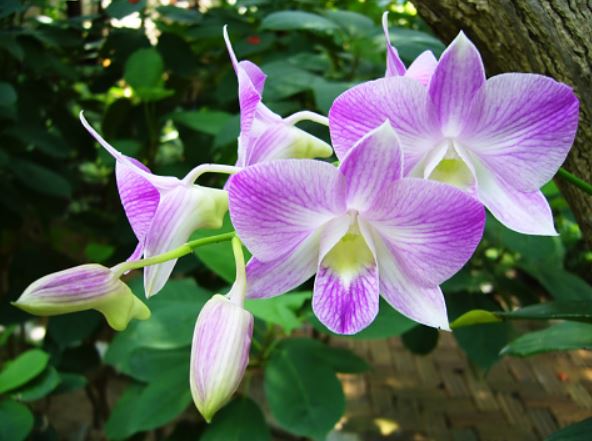Know about Dendrobium Narendra Modi – an orchid named after PM Modi
