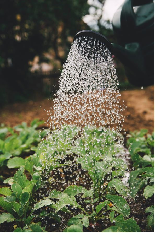 Make your Kitchen Garden greener on this Earth Day 2022