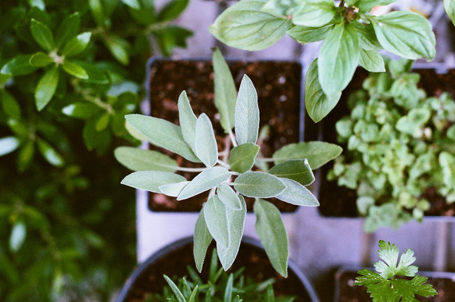 Exotic & Herb Seeds to Grow this May & June in India at Homes
