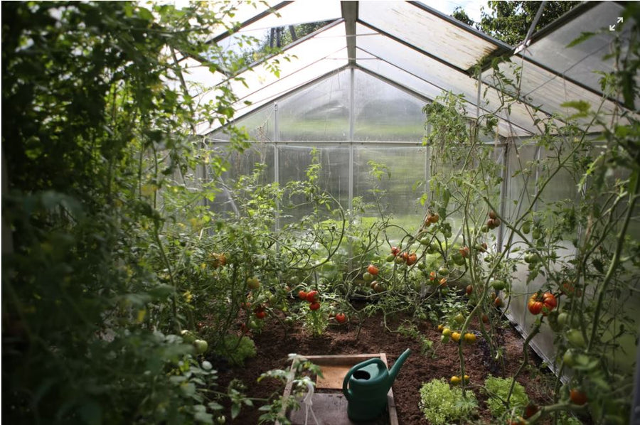 Exotic Vegetables for Your Home Garden