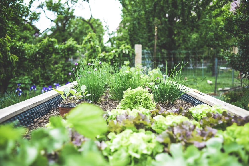 How to protect home garden in winters