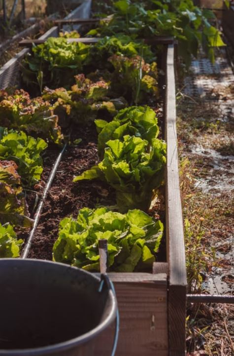 Tips and Ideas To Take Care And Maintain The Vegetable Garden Of Your Home