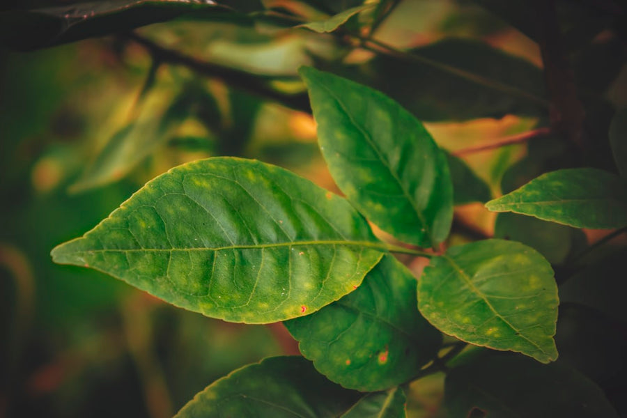 How to know nutrient deficiency in plants? Know remedies