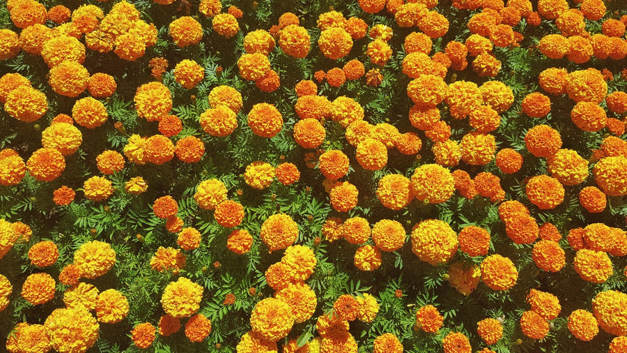 Which flower seeds should one plant in the winter season for Indian gardens?