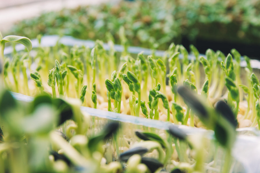 Micro Greens seeds to grow this Summers in India at homes