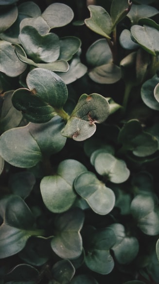 What are the common Microgreen Problems ? How to tackle them
