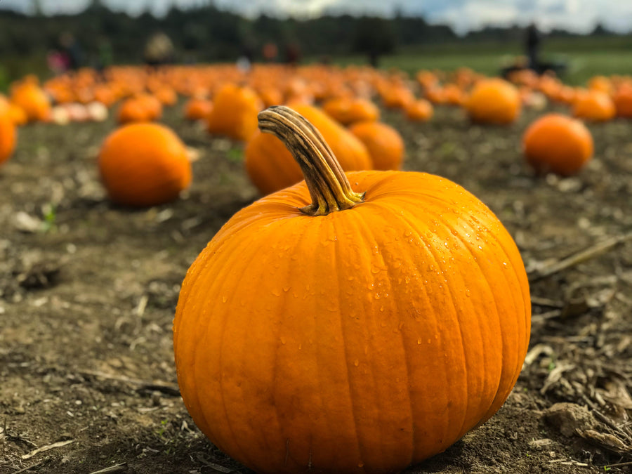 Want to Grow Pumpkins at Home? Know How
