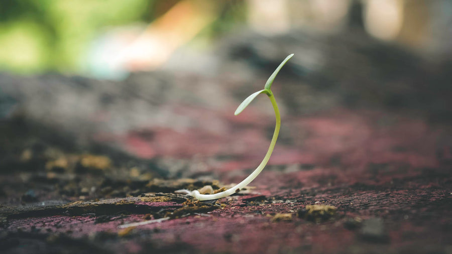 Difference between Hybrid seeds and OP seeds and their benefits