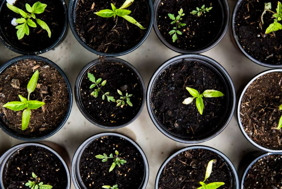 Best seeds to grow in January & February months