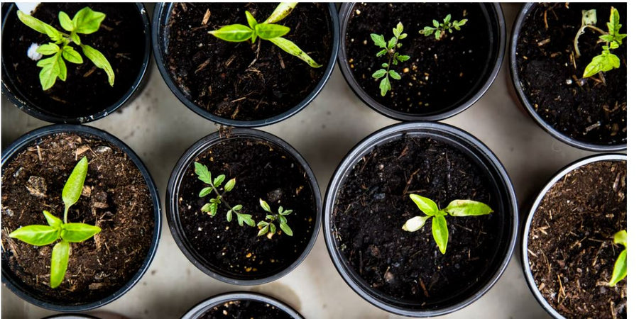 How to successfully germinate your seeds ?