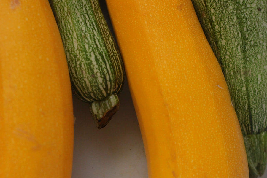 What is Chappan Kaddu? Its benefits and Guide to grow?
