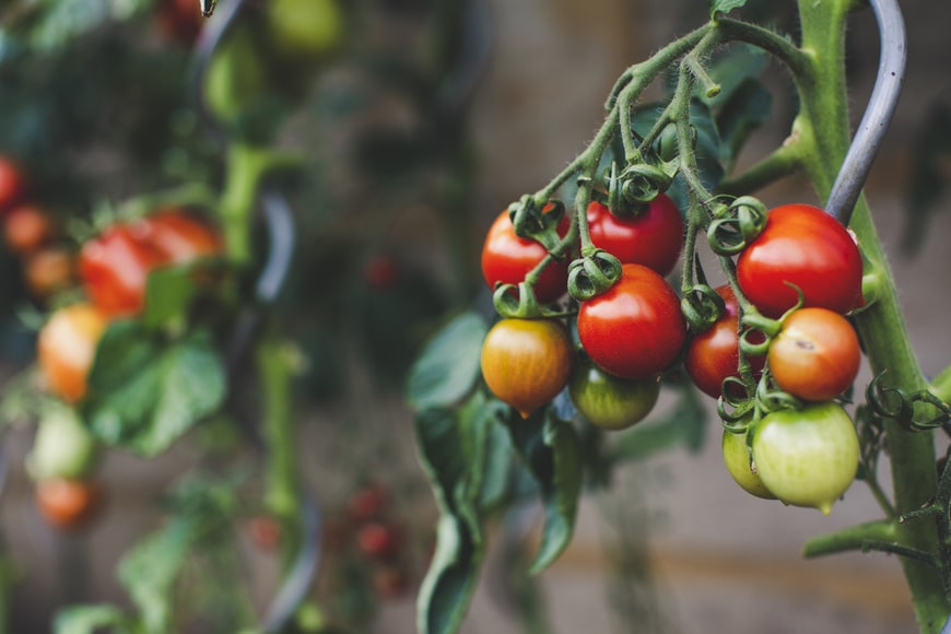 6 Tomato Pests That Will Destroy Your Tomato Plants