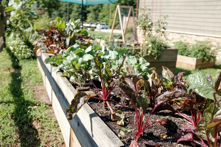 5 easiest to grow vegetables for Indian homes