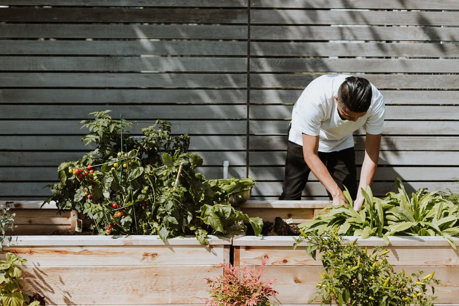 5 Quickest growing vegetables for your Home garden