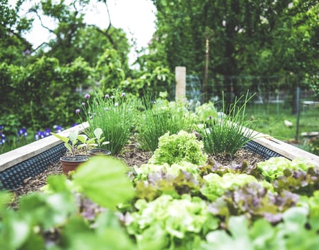Problems of Home Vegetable Garden and its solutions
