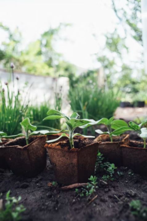 How Growing Your Own Food can Benefit Your Planet