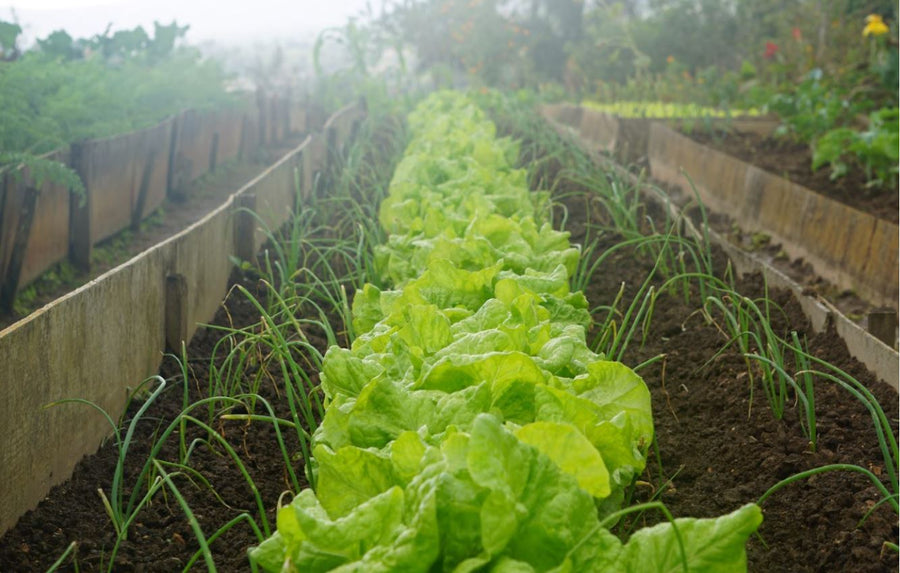Vegetable Seeds to grow this May & June in India at homes