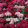 Load image into Gallery viewer, Sweet William Mixed - Flower Seeds