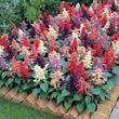 Load image into Gallery viewer, Salvia Dwarf Reddy Formula Mixed (Hybrid)