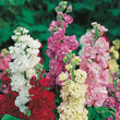 Load image into Gallery viewer, Stock DBL Mixed - Flower Seeds
