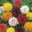 Load image into Gallery viewer, Dahlia Double Mixed - Flower Seeds
