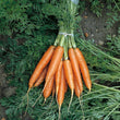 Load image into Gallery viewer, Carrot Seeds Early Nantes