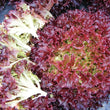 Load image into Gallery viewer, Lettuce Lolla Rossa - Vegetable Seeds