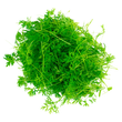 Load image into Gallery viewer, Carrot - Micro green Seeds