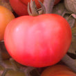 Load image into Gallery viewer, Tomato Seeds F-1 Hybrid US - 525 Desi Type (Determinate)