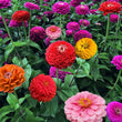 Load image into Gallery viewer, Zinnia Yoga Mixed - Flower Seeds