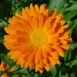 Load image into Gallery viewer, Calendula Beauty Mix -Flower Seeds