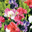 Load image into Gallery viewer, Sweet Pea Little Sweetheart Mix - Flower Seeds