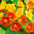 Load image into Gallery viewer, Nasturtium Variegated Mixed -Flower Seeds