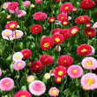 Load image into Gallery viewer, Daisy Dbl. Flowered Mixed - Flower Seeds