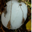 Load image into Gallery viewer, Ash Gourd Seeds 103-Imported