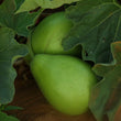 Load image into Gallery viewer, Bottle Gourd Seeds F-1 Hybrid US-355 (Komal Type)