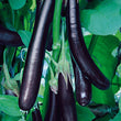 Load image into Gallery viewer, Brinjal Seeds F-1 Hybrid US-5253 (Long Purple)