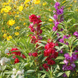 Load image into Gallery viewer, Balsam Camelia Bush Mixed - Flower Seeds