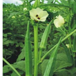 Load image into Gallery viewer, Bhindi Seeds-F1 US-280