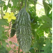 Load image into Gallery viewer, Bittergourd Seeds F1 Hybrid- US 8848