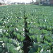 Load image into Gallery viewer, Cabbage Seeds F-1 Hybrid Manasi