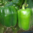 Load image into Gallery viewer, Capsicum Seeds F-1 Hybrid Crystal Urja Green (Imp)