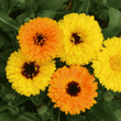 Load image into Gallery viewer, Calendula F.G.Double Mixed - Flower Seeds