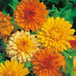 Load image into Gallery viewer, Calendula Double Mixed - Flower Seeds