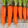 Load image into Gallery viewer, Carrot Seeds Shin Kuroda