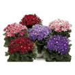 Load image into Gallery viewer, Cineraria Masterpiece Mixed (Hybrid) - Flower Seeds